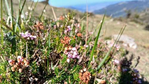 Cornish Heath