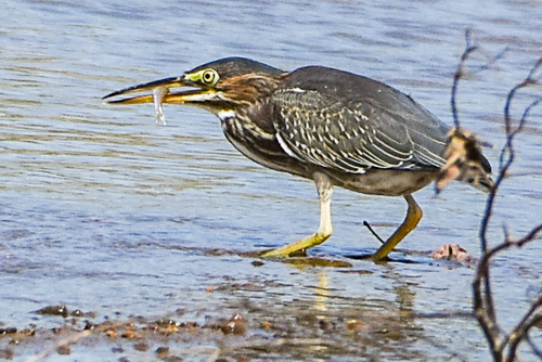 Green Heron