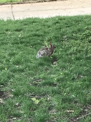 Sylvilagus floridanus