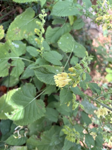 Sticky Sage