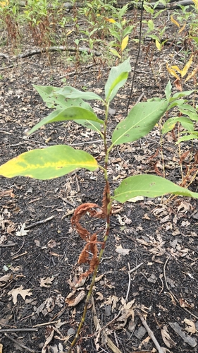 longroot smartweed