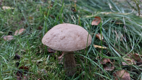 Brown Birch-bolete