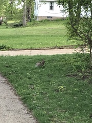 Sylvilagus floridanus