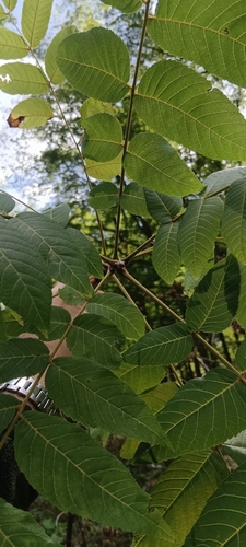 eastern black walnut