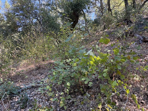 Corylus cornuta, photograph 6