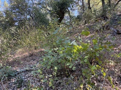 Corylus cornuta, photograph author not stated, no rights reserved