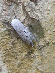 Polyphagozerra coffeae