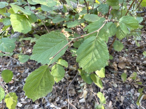 Corylus cornuta, photograph 5