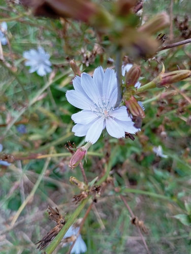chicory