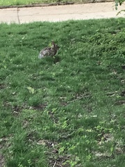 Sylvilagus floridanus