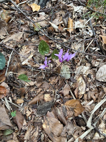 European Cyclamen
