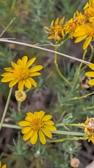 Thymophylla pentachaeta