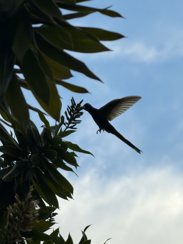 Swallow-tailed Hummingbird