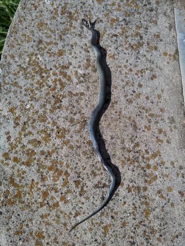 grass snake