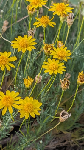 Thymophylla pentachaeta, photograph 2