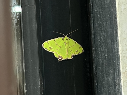 Agathia lycaenaria, 2026-09-21