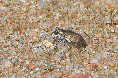 Hairy-necked Tiger Beetle