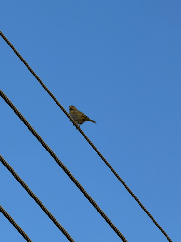 Saffron Finch