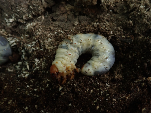 Lesser Stag Beetle