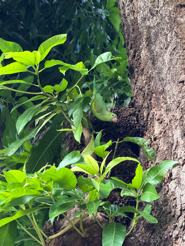 Yellow-chevroned Parakeet