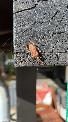 Western Conifer Seed Bug