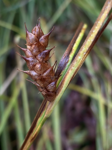 Tuckerman's sedge