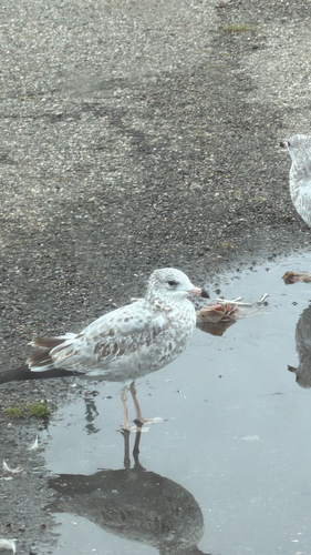 Ring-billed Gull