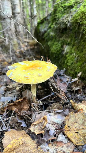 Fly Agaric