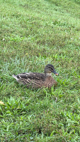 Mallard