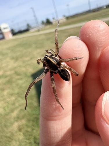 Wetland Giant Wolf Spider