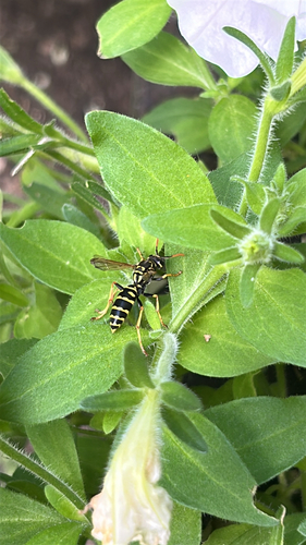 European Paper Wasp