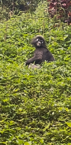 Dusky Leaf Monkey