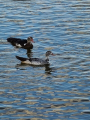 Anas fulvigula maculosa