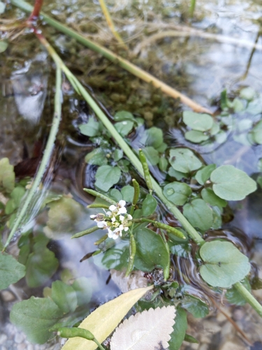 watercress