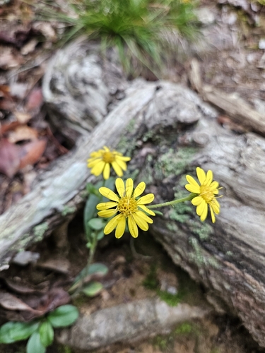 Chrysopsis mariana, photograph 6