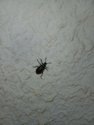 Hairy Darkling Beetle