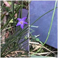 Wahlenbergia victoriensis