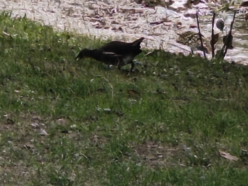 Eurasian Moorhen