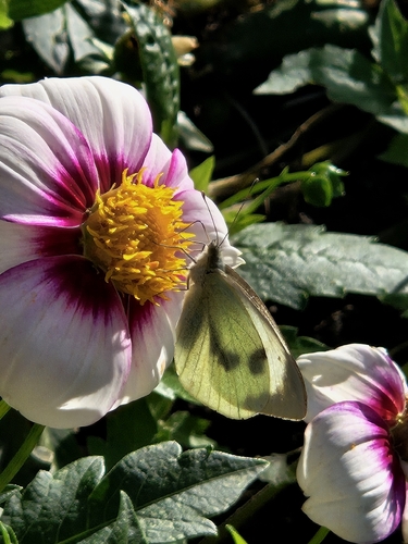 Large White