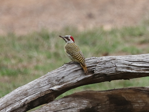 iNaturalist image