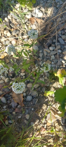 sweet alyssum