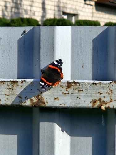 Red Admiral