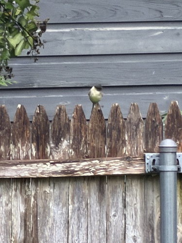 Eastern Phoebe