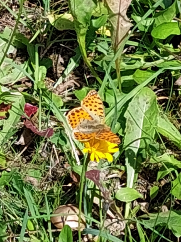 Queen of Spain Fritillary