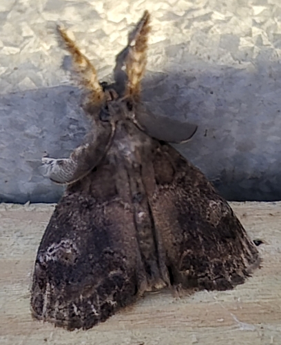 Definite Tussock Moth