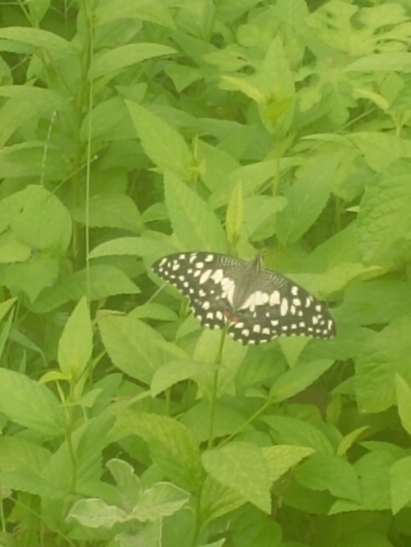 Lime Swallowtail