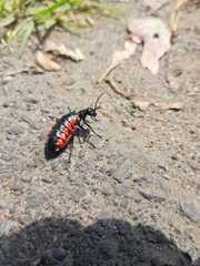 Pseudomeloe collegialis