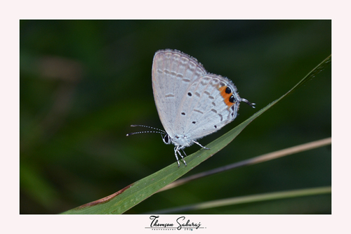 Orange-tipped Pea-blue
