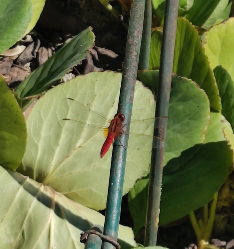 Broad Scarlet