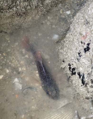 Ostorhinchus endekataenia observed 2026-06-17